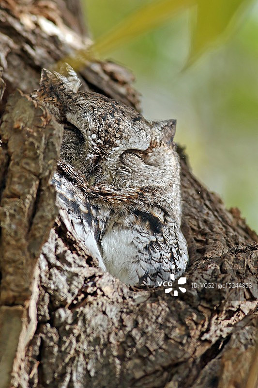 东部凶事预言者图片素材
