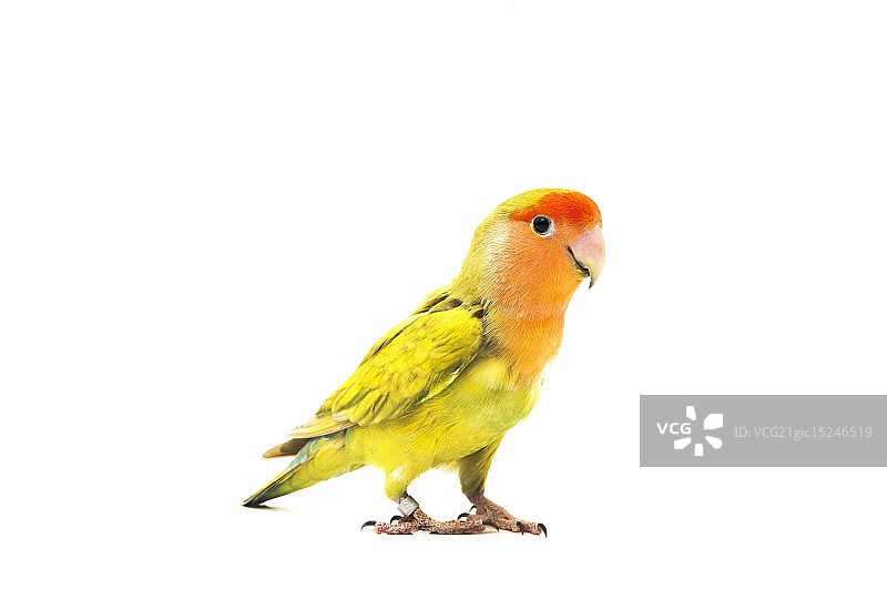 情侣鹦鹉的颜色图片素材