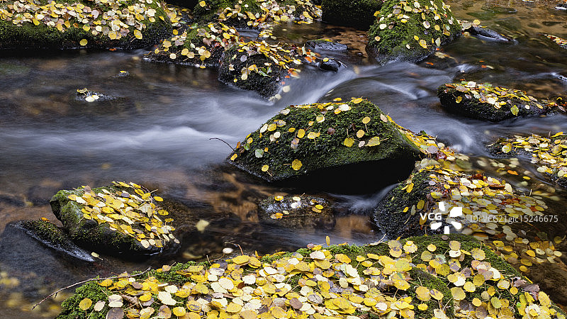 白杨树叶图片素材