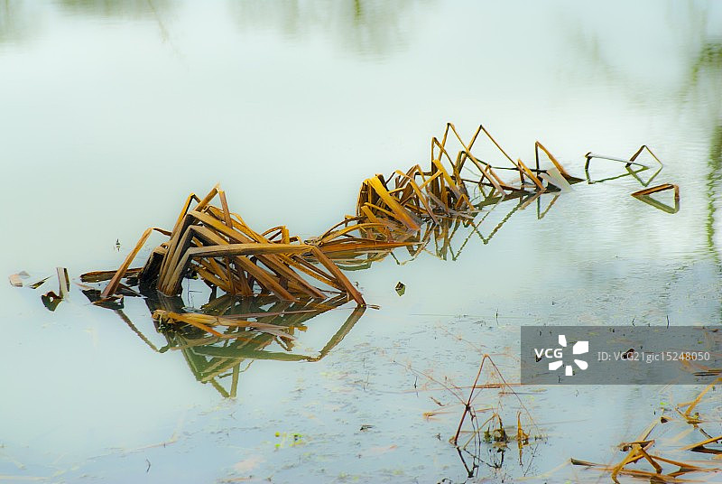 水池生物图片素材