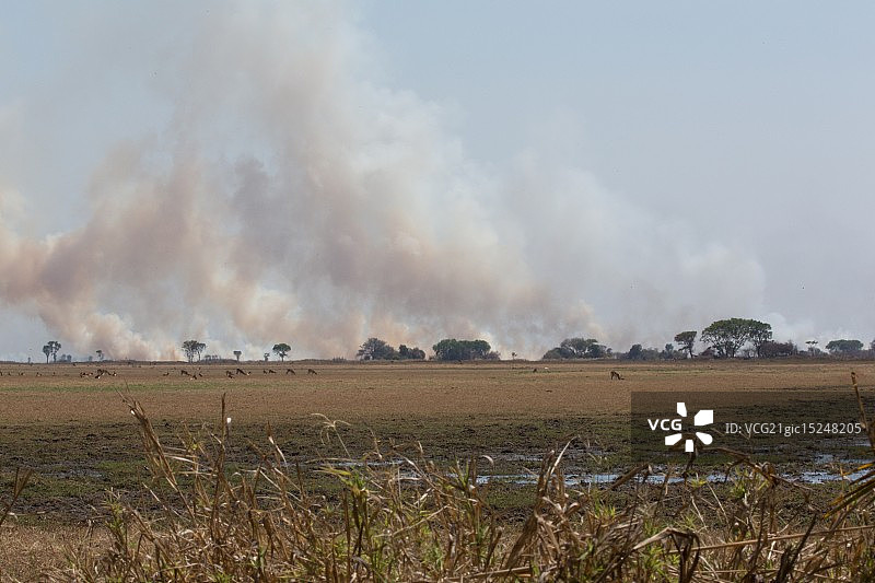 卡富埃灌木丛火灾图片素材