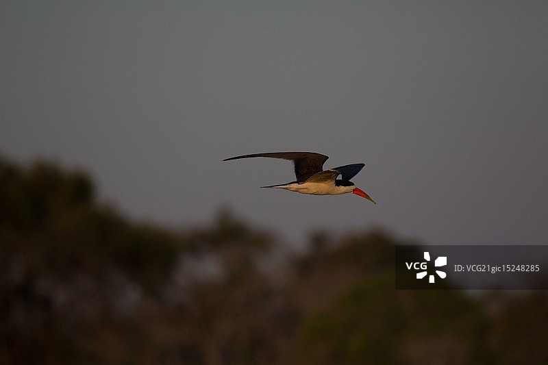 卡富 Skimmers图片素材