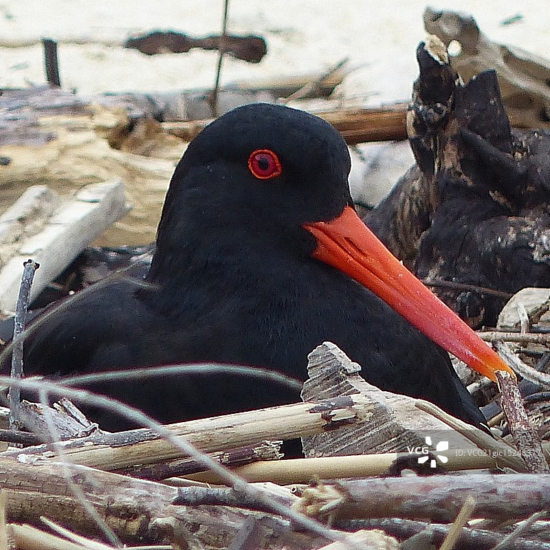 黑色蛎鹬图片素材