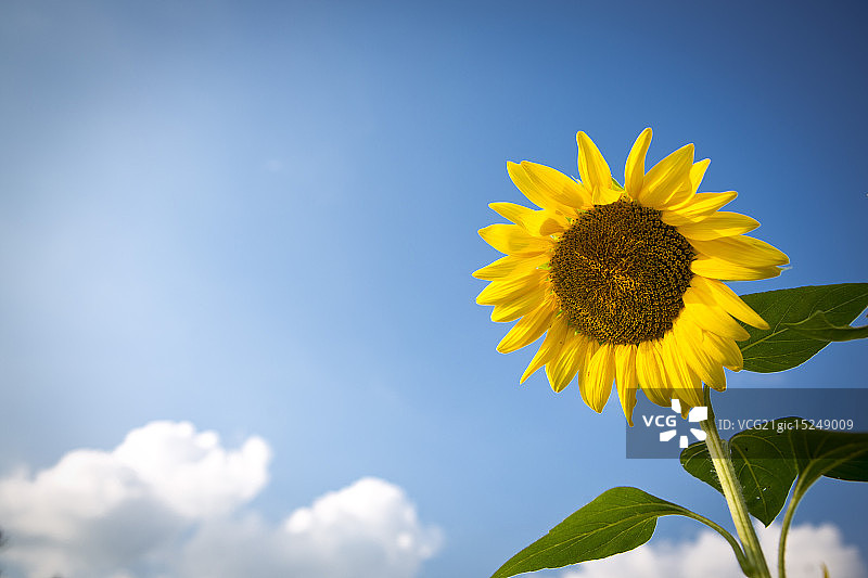 新泽西州苏塞克斯向日葵田图片素材