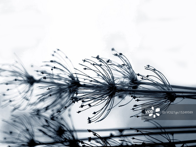 枯萎的头图片素材