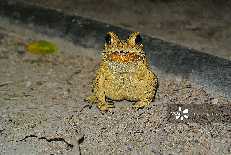 黄色蛙图片素材
