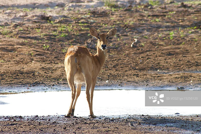 正在喝水的普库羚羊图片素材