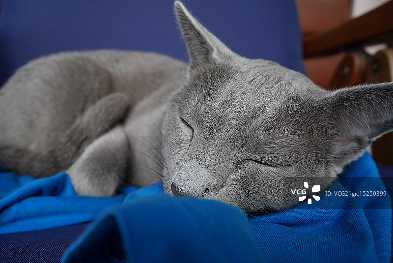 俄罗斯蓝猫图片素材