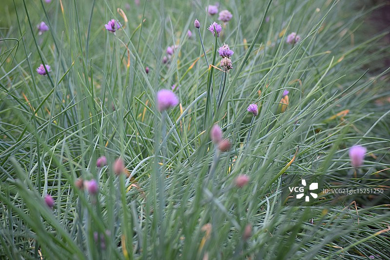 盛开的韭菜图片素材