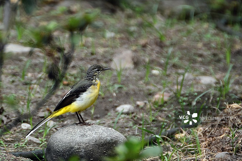 灰色的鹡鸰图片素材