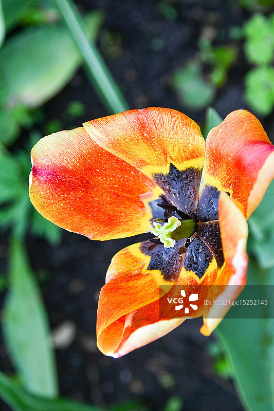 太阳的竞争图片素材