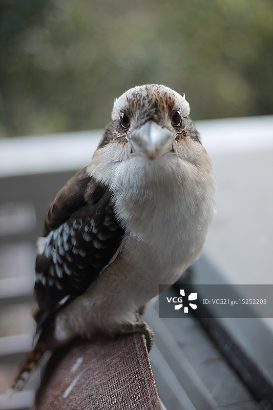 笑翠鸟图片素材