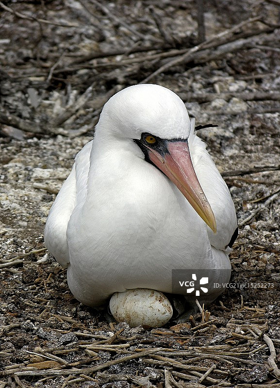 纳斯卡鲣鸟筑巢图片素材