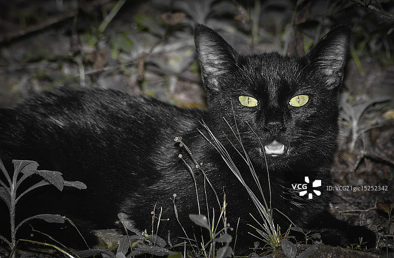 黑色的猫图片素材