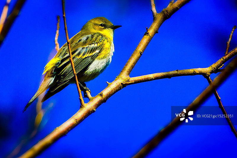 黄腰柳莺图片素材