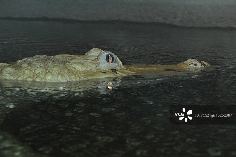 白色短吻鳄图片素材