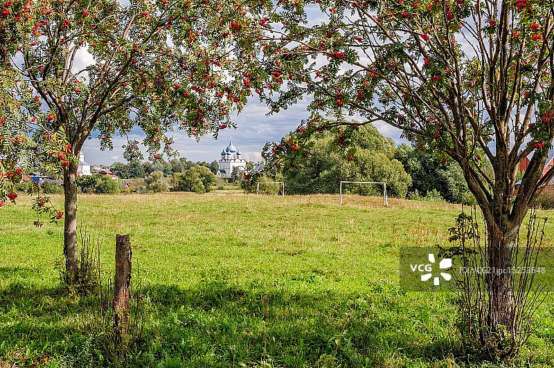 草地上的花楸树图片素材