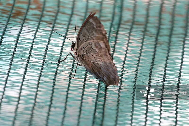 绿色中的蝴蝶图片素材