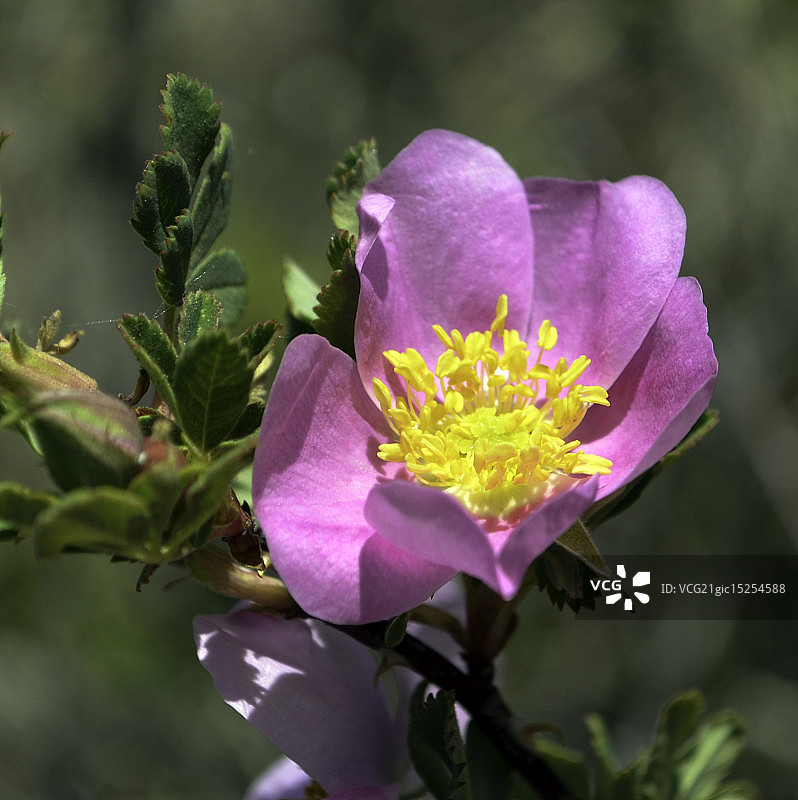 野玫瑰图片素材