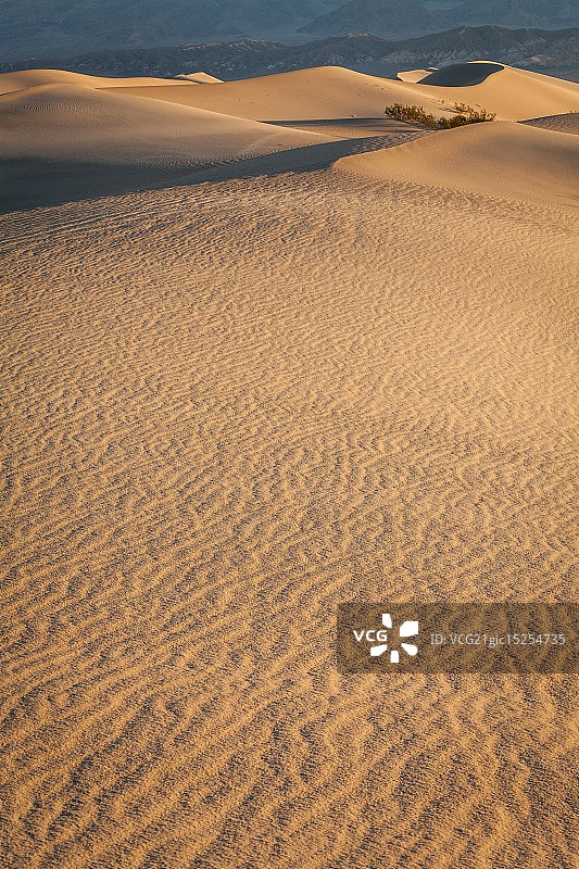 牧豆树沙丘图片素材