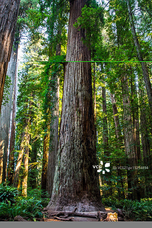 巨型红杉林图片素材