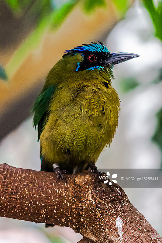 蓝冠Motmot鸟图片素材