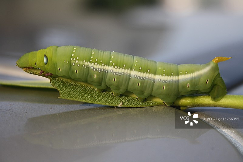 从毛虫到蛹图片素材