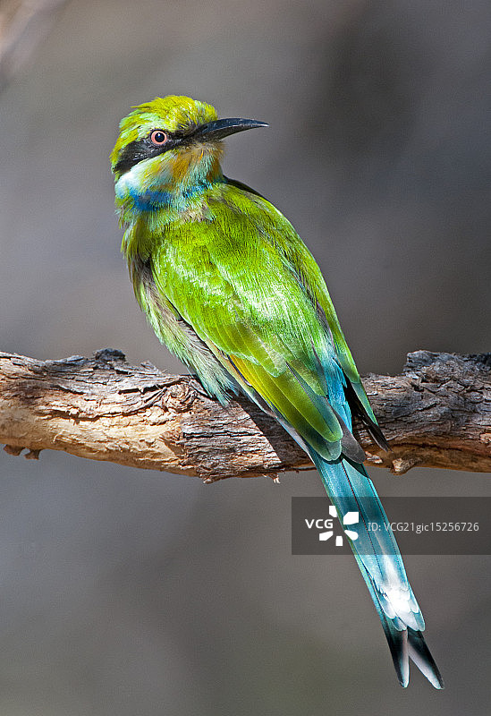 燕尾蜂虎图片素材