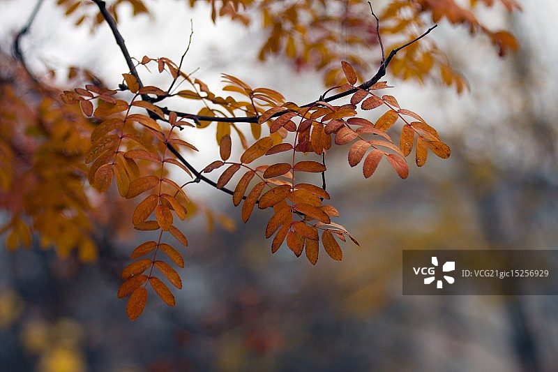 秋季素描图片素材