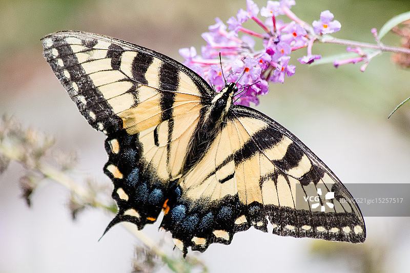 虎凤蝶图片素材