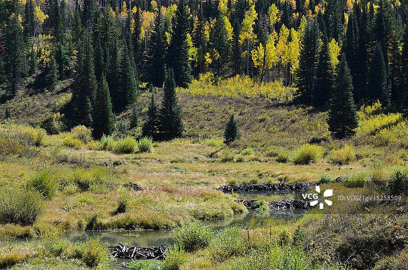 海狸池塘图片素材