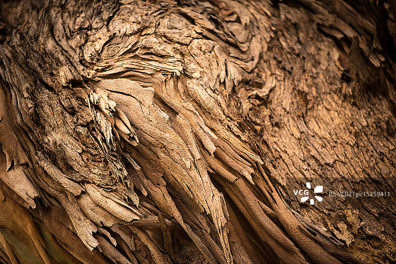 犬吠声图片素材