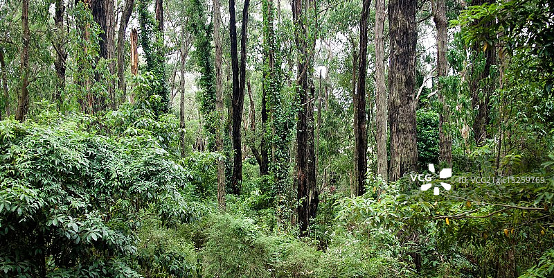 葱郁的森林图片素材