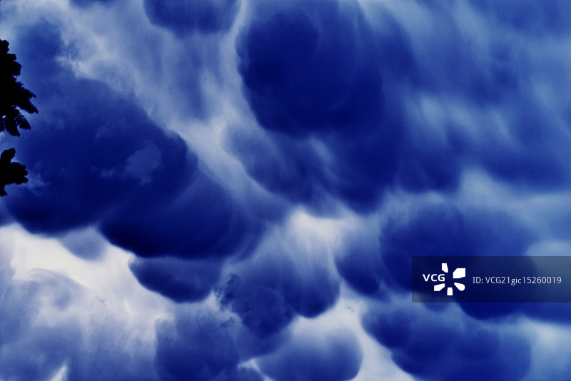 荚状云紫菜图片素材