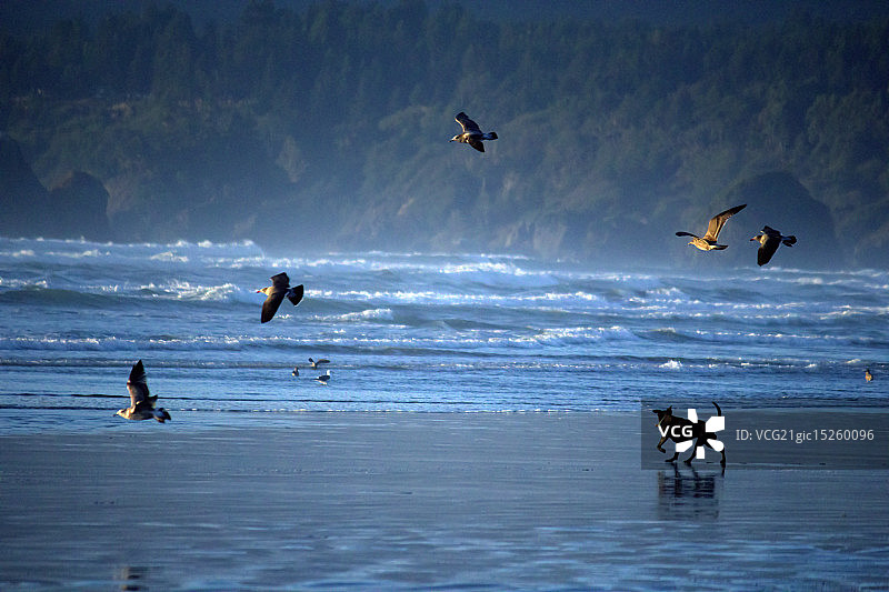 狗追逐海鸥图片素材