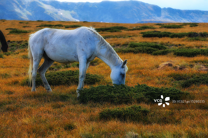 在野外图片素材