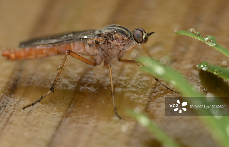 细长柄蝇图片素材