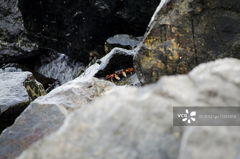 锋利的爪子图片素材