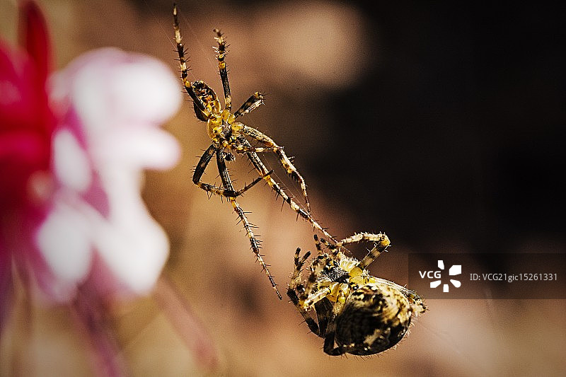 花园蜘蛛图片素材