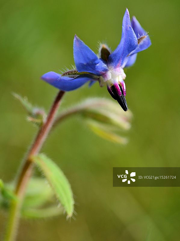 琉璃苣图片素材