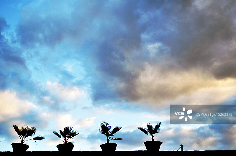 若有所思的盆栽图片素材