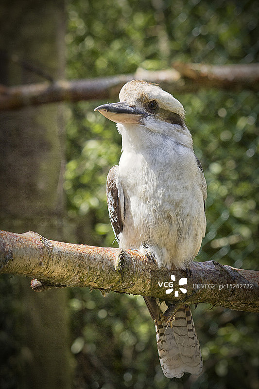 笑翠鸟图片素材