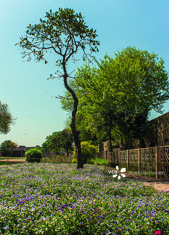 拉合尔的春天图片素材