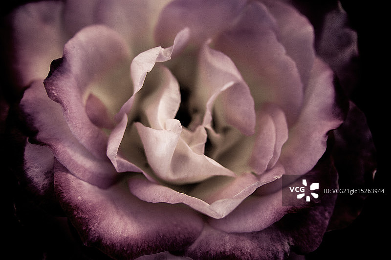 粉红色的图片素材