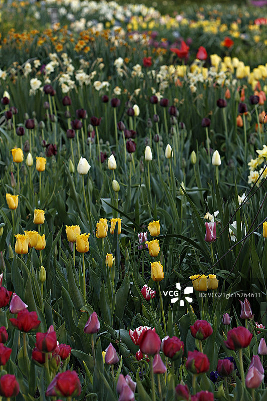 美国圣路易斯图片素材