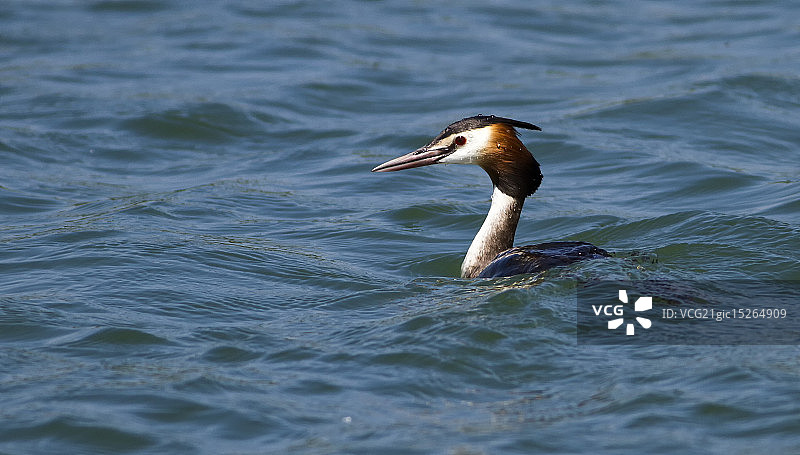 凤头䴙䴘图片素材