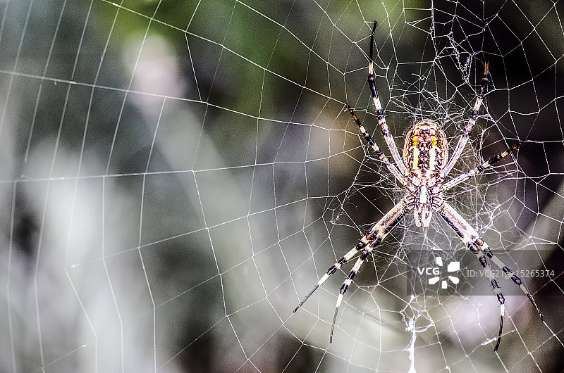 姬鬼蛛图片素材