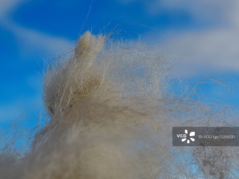 带刺铁丝网上的羊毛图片素材