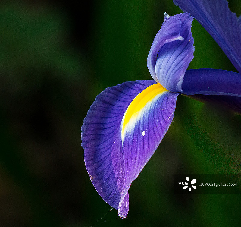 矮 Ruellia图片素材