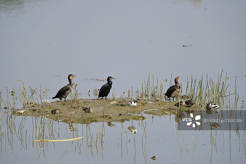 湿地中的普通鸬鹚图片素材
